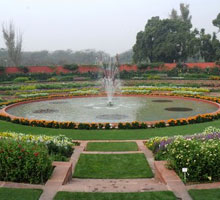 garden