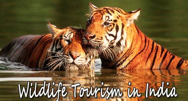 Wildlife Tourism in India Wildlife Tourism in India