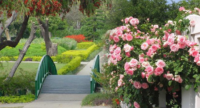 chandigarh botanical rose garden Chandigarh – A Place Worth Visiting