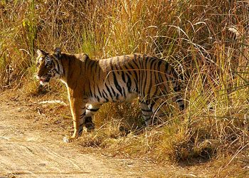 corbett national park Corbett National Park – An interesting place to enjoy the wildlife