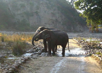 india wildlife tour Corbett National Park – An interesting place to enjoy the wildlife
