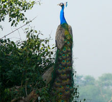 bharatpur bird sanctuary