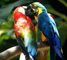 bharatpur birdsantuary