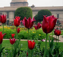 mughal garden