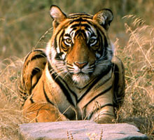 ranthambore national park