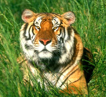 tiger ranthambore