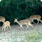 golden triangle with wildlife