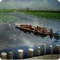 srinagar gulmarg