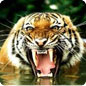 taj and tiger